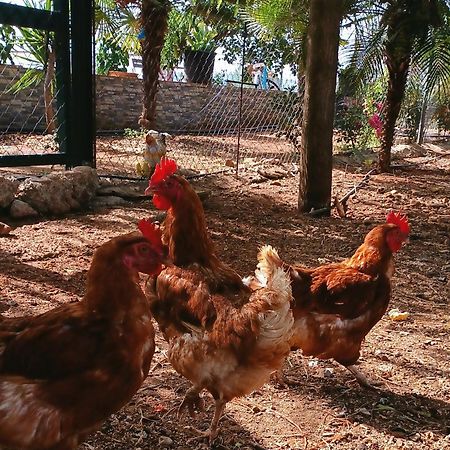 Casa Rural Finca Las Tejoneras Bornos Dış mekan fotoğraf