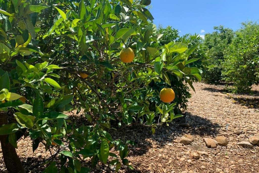 Casa Rural Finca Las Tejoneras Bornos Dış mekan fotoğraf