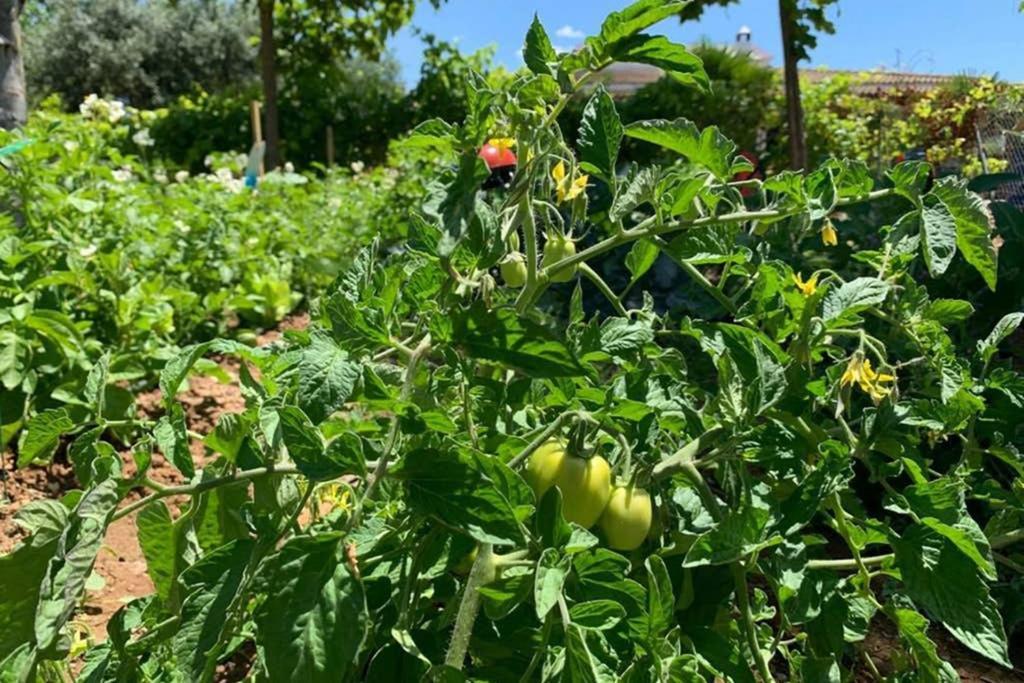 Casa Rural Finca Las Tejoneras Bornos Dış mekan fotoğraf